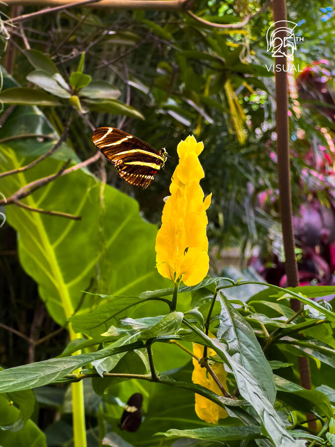 A butterfly resting on a beautiful flower. A butterfly resting on a beautiful flower.
