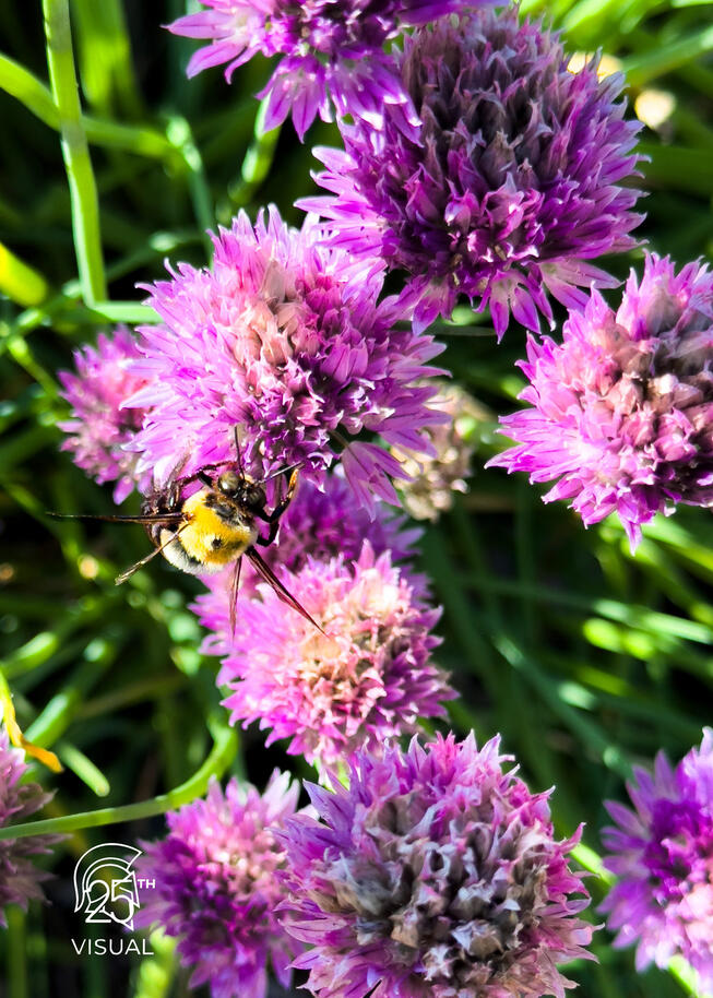 A Bumble Bee pollinating a Purple flower
